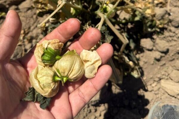 Heladas causan afectaciones en 430 hectáreas de cultivos de cinco municipios, en Puebla