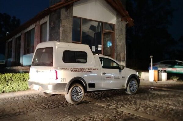 Asesinan a perro pastor belga en Haras del Bosque; IBA presenta denuncia ante FGE Puebla