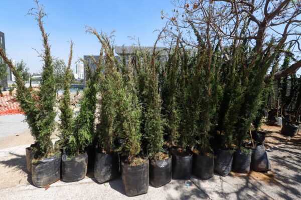 Gobierno de Puebla afirma que expertos avalan proyecto de reforestación en Zona Metropolitana