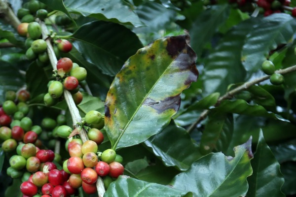 Plaga causa daños a 145 hectáreas de café cereza en Zongozotla, Puebla; SDR anuncia apoyos para 130 productores