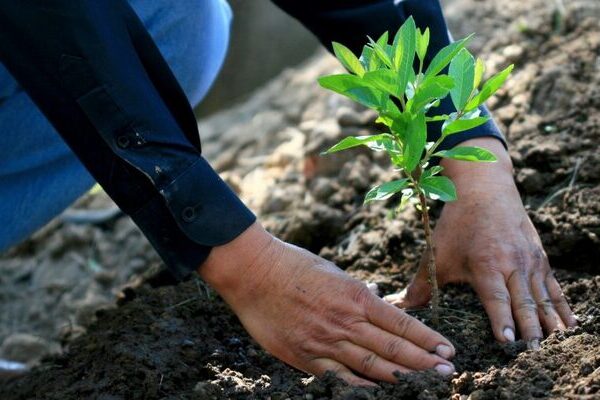 Hace varios años, el hoy gobernador Alejandro Armenta Mier encabezó una campaña de reforestación en Puebla y la zona metropolitana