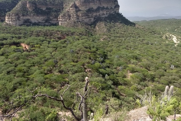 Alrededor de 180 huesos de venados y conejos sirvieron para una investigación del INAH sobre la aparición del maíz en el Valle de Tehuacán